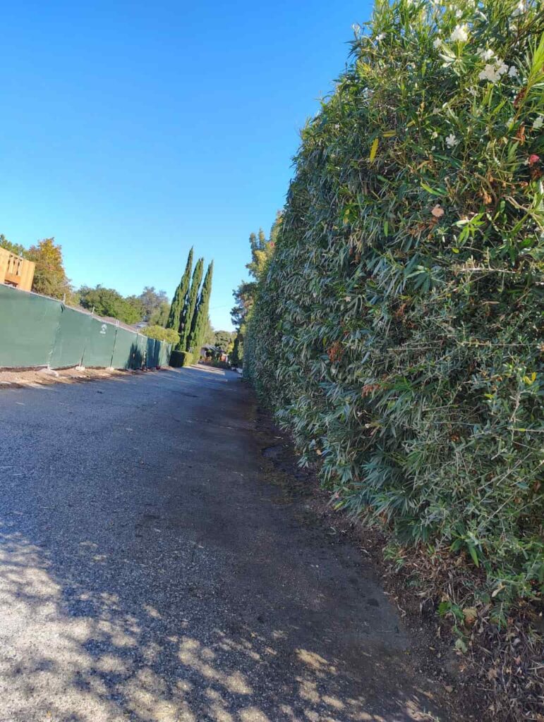 Residential landscaping manicured hedges, decorative fencing, and a clean garden pathway.